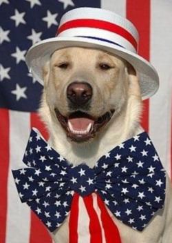 Flag Dog